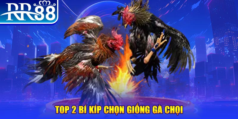 xem đá gà trực tiếp