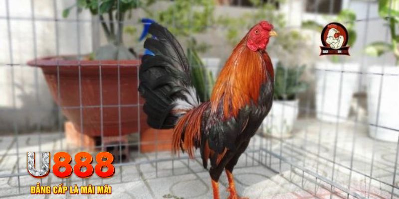 w88top game máy bay nổ hũ