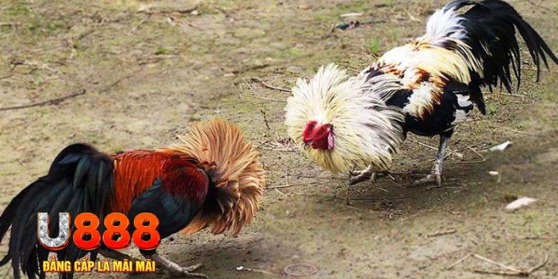 w88top game nổ hũ là gì