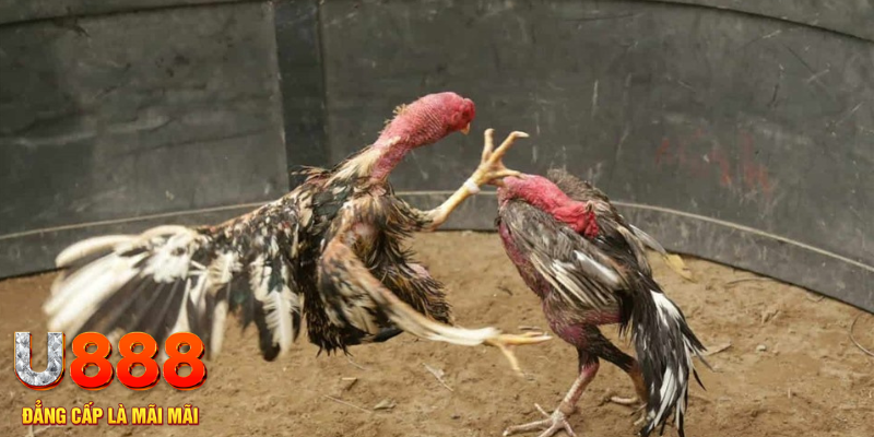 Cuộc gọi đã bị ngắt